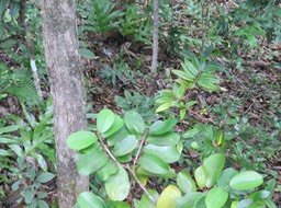 27. Les deux espèces de Bois de rongue IMG_2314.JPG