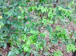 28.  ??? Bois de punaise IMG_2315.JPG