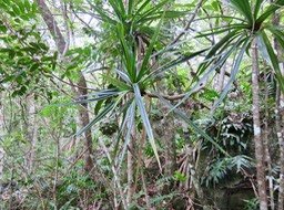 33. Pandanus sylvestris
