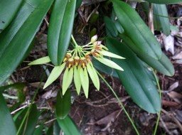 35 Bulbophyllum longiflorum - - Orchidaceae IMG_2323.JPG