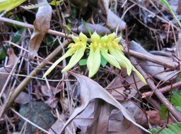 5. Bulbophyllum longiflorum - - Orchidaceae