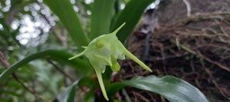 Aeranthes arachnites - EPIDENDROIDEAE - Indigène Réunion_101934