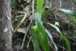 Aeranthes arachnites - EPIDENDROIDEAE - Indigène Réunion -MB2_4997