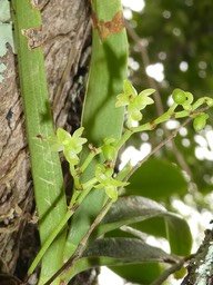 Angraecum patens - EPIDENDROIDEAE - Endémique Réunion - P1030332