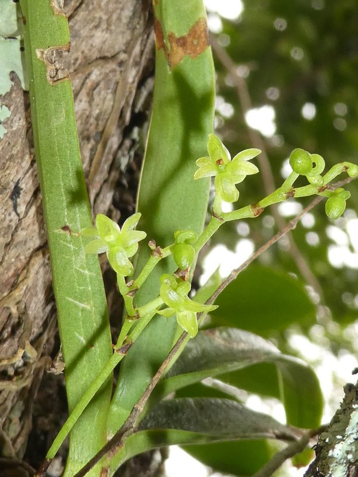 Angraecum patens - EPIDENDROIDEAE - Endémique Réunion - P1030332