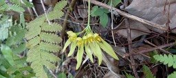 Bulbophyllum longiflorum - EPIDENDROIDEAE - Indigène Réunion_Arthropteris orientalis (fougère à points blancs) DAVALIACEAE - Indigène Réunion104902