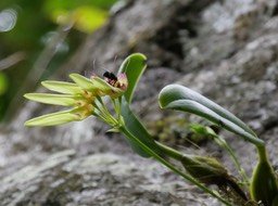 bulbophyllum longiflorum