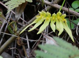 bulbophyllum longiflorum.