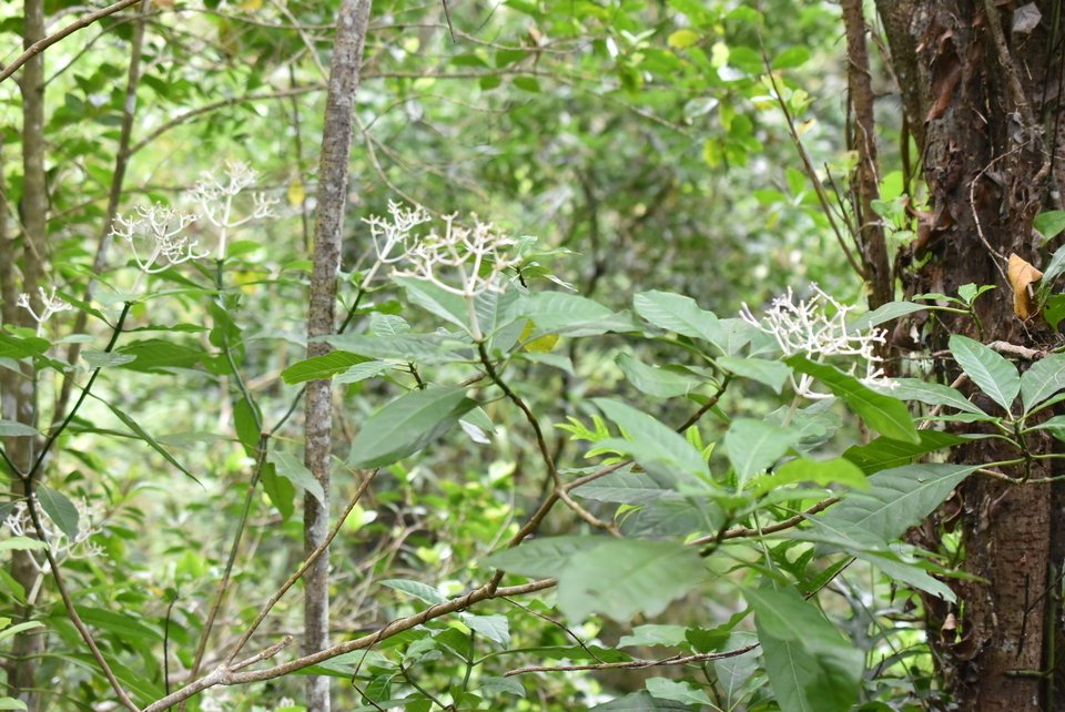 Chassalia corallioides - Bois de corail - RUBIACEAE - Endémique Réunion