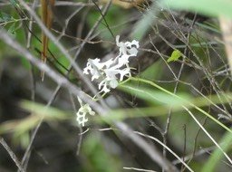 Cryptopus elatus - Liane camaron - EPIDENDROIDEAE - Indigène Réunion