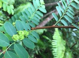 IMG_7968