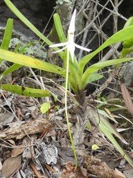 Jumellea recta - EPIDENDROIDEAE - Indigène Réunion