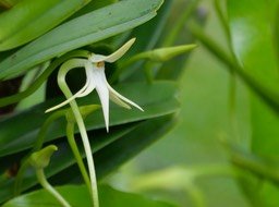Jumellea Recta