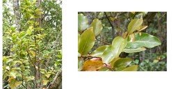 Olax psittacorum - Bois d'effort - OLACACEAE - Endémique Réunion, Maurice