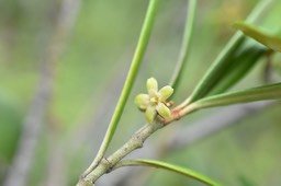 Secamone volubilis - Liane Bois d'olive - APOCYNACEAE - Endémique Réunion, Maurice