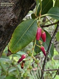 Agarista salicifolia.bois de rempart.ericaceae.indigène Réunion.P1017271