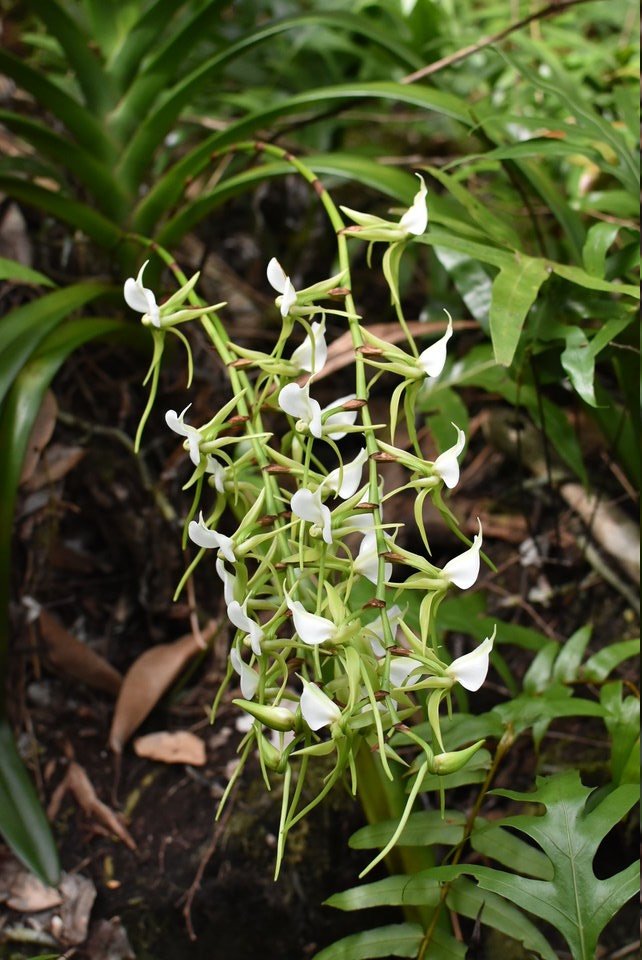 Angraecum eburneum - Ti comète - EPIDENDOIDEAE - Indigène Réunion - MB2_2448