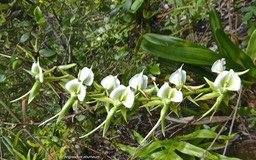 Angraecum eburneum. petite comète.orrchidaceae.indigène Réunion .P1017274