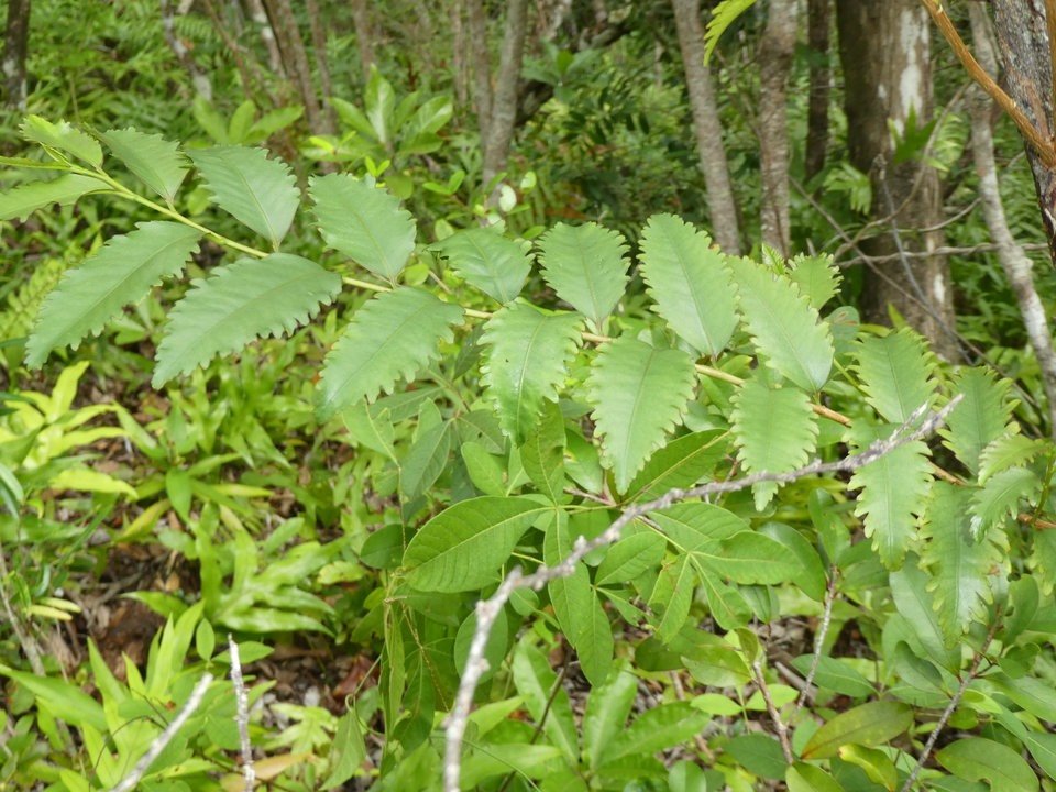 Aphloia theiformis - Change écorce - APHLOIACEAE - Indigène Réunion 