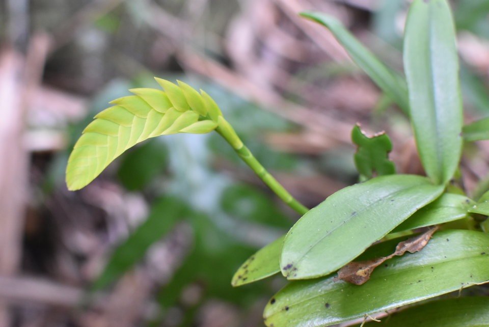 Bulbophyllum occultum - EPIDENDROIDEAE - Indigène Réunion