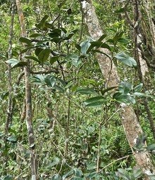 Diospyros borbonica .bois noir des hauts.ebenaceae.endémique Réunion.P1017384