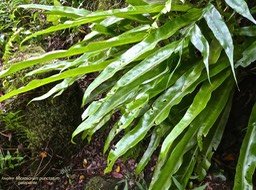 Microsorum punctatum.galopante. polypodiaceae.indigène Réunion.P1017166