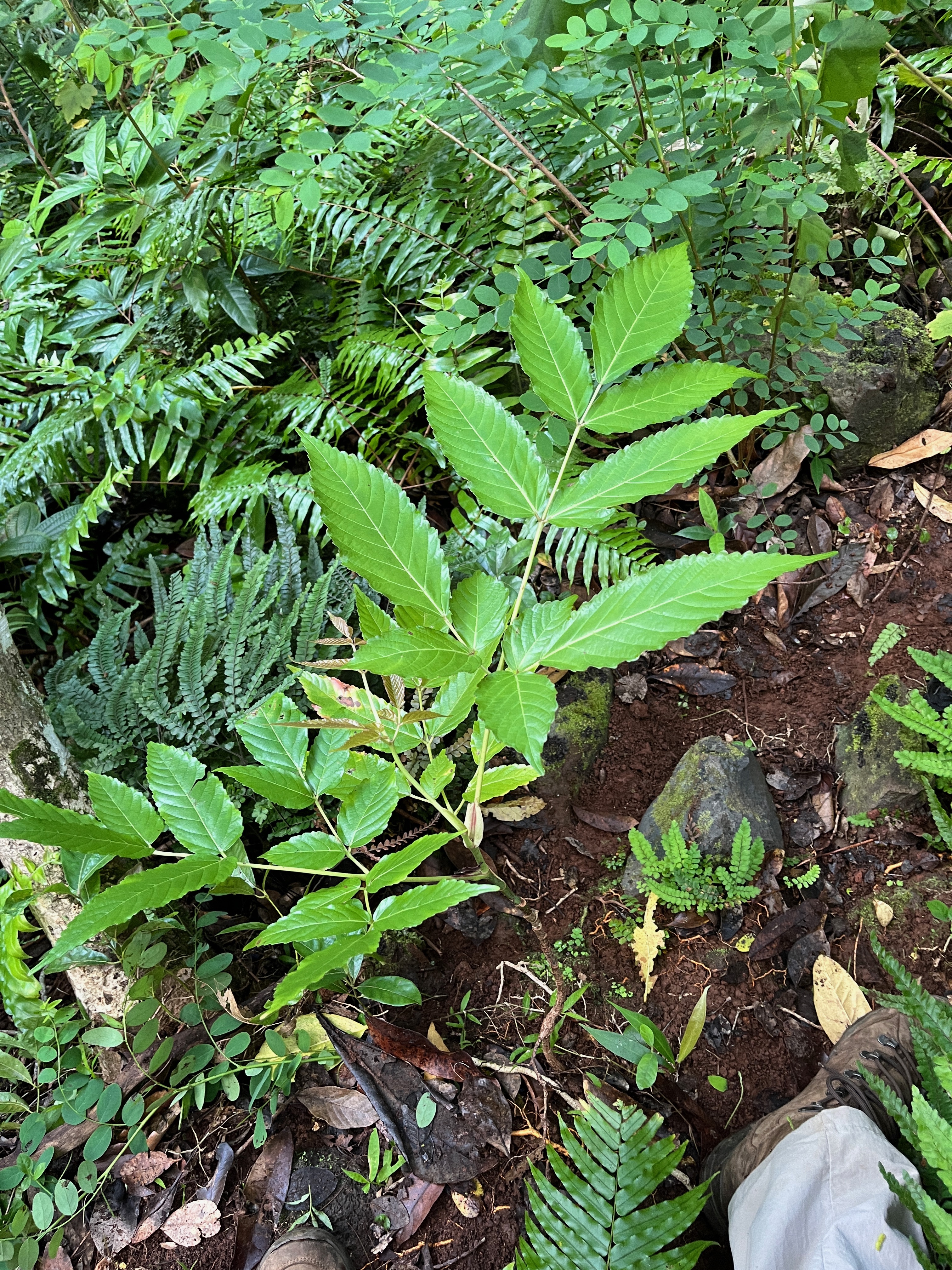 1. Leea guineensis Lam. - Bois de sureau ; Bois de sureau blanc ; Bois de source -  Leeaceae -.jpeg