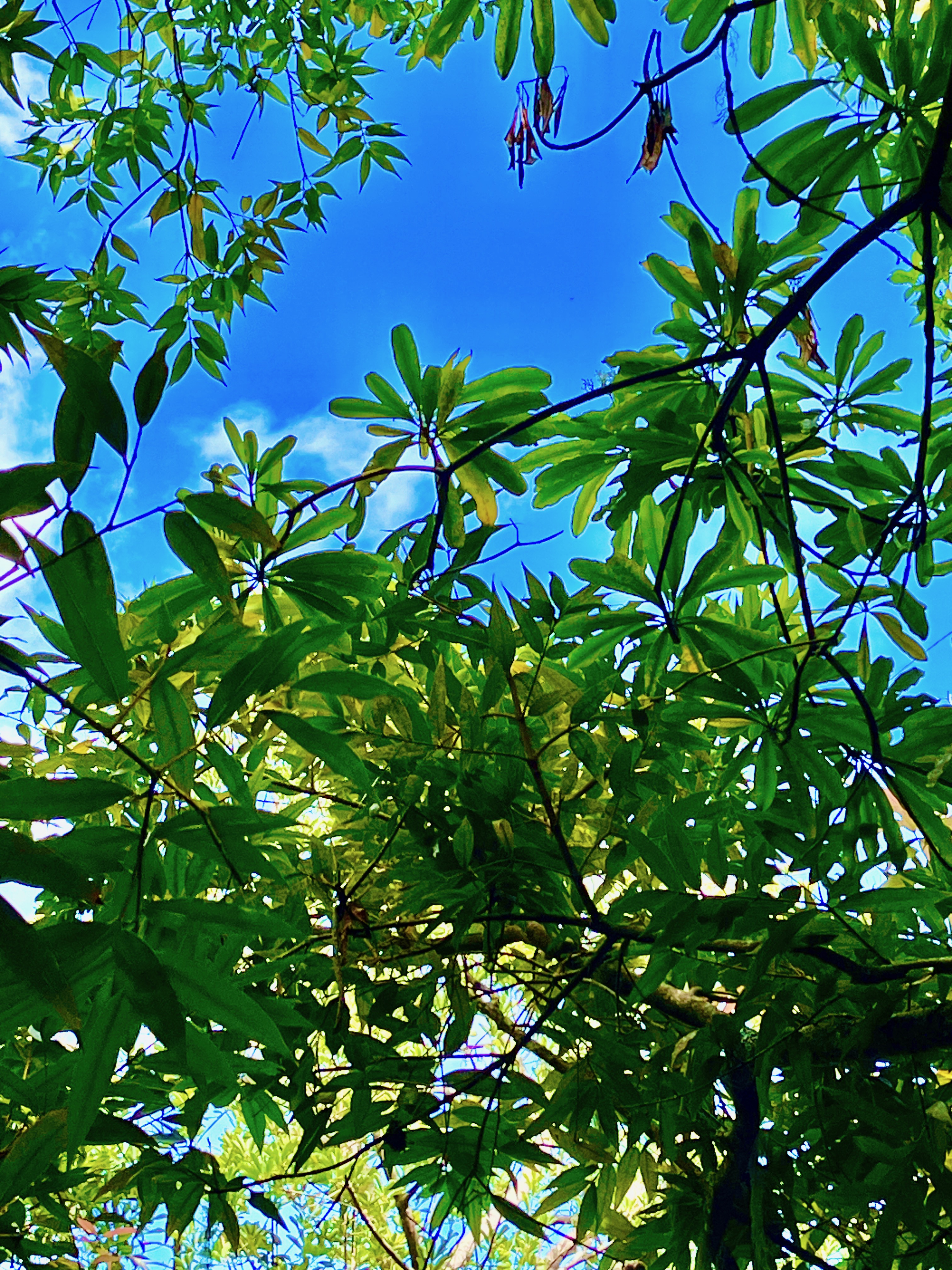 2. Ochrosia borbonica - Bois jaune - Apocynaceae  - endémique de la Réunion.jpeg