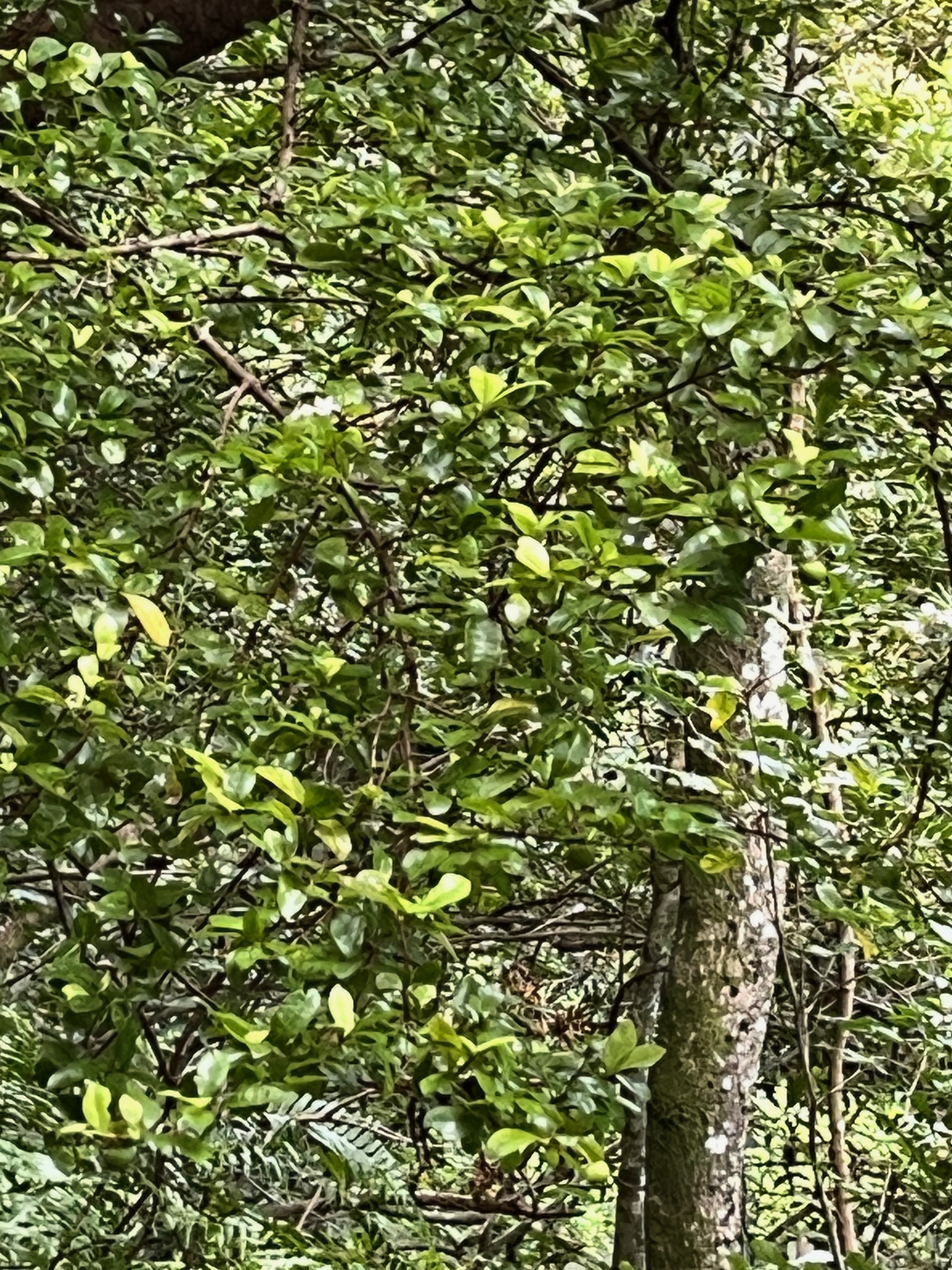 3. Myonima obovata - Bois de prune  ou Bois de prune rat - Rubiaceae.jpeg