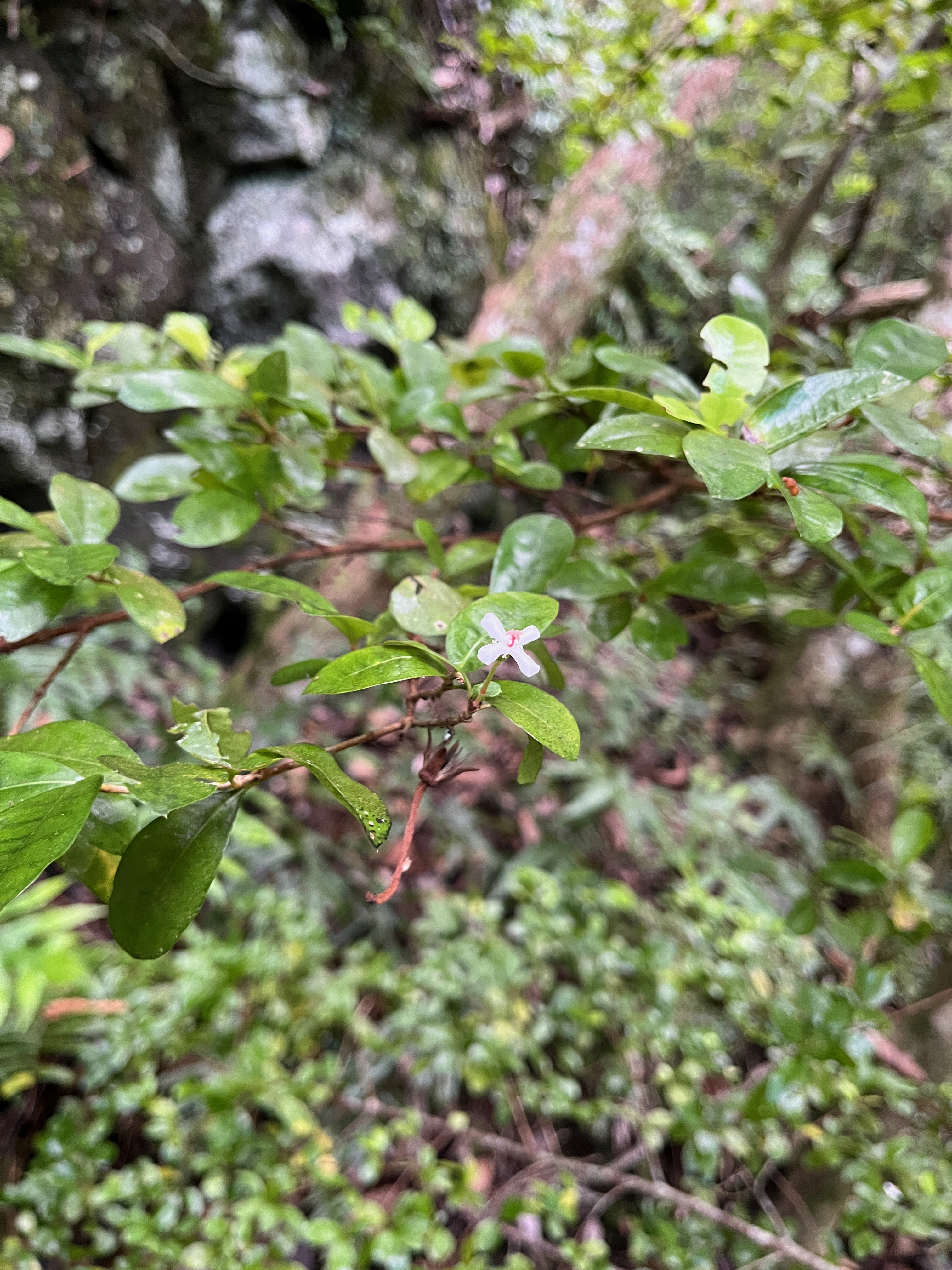 4. Myonima obovata - Bois de prune  ou Bois de prune rat - Rubiaceae.jpeg