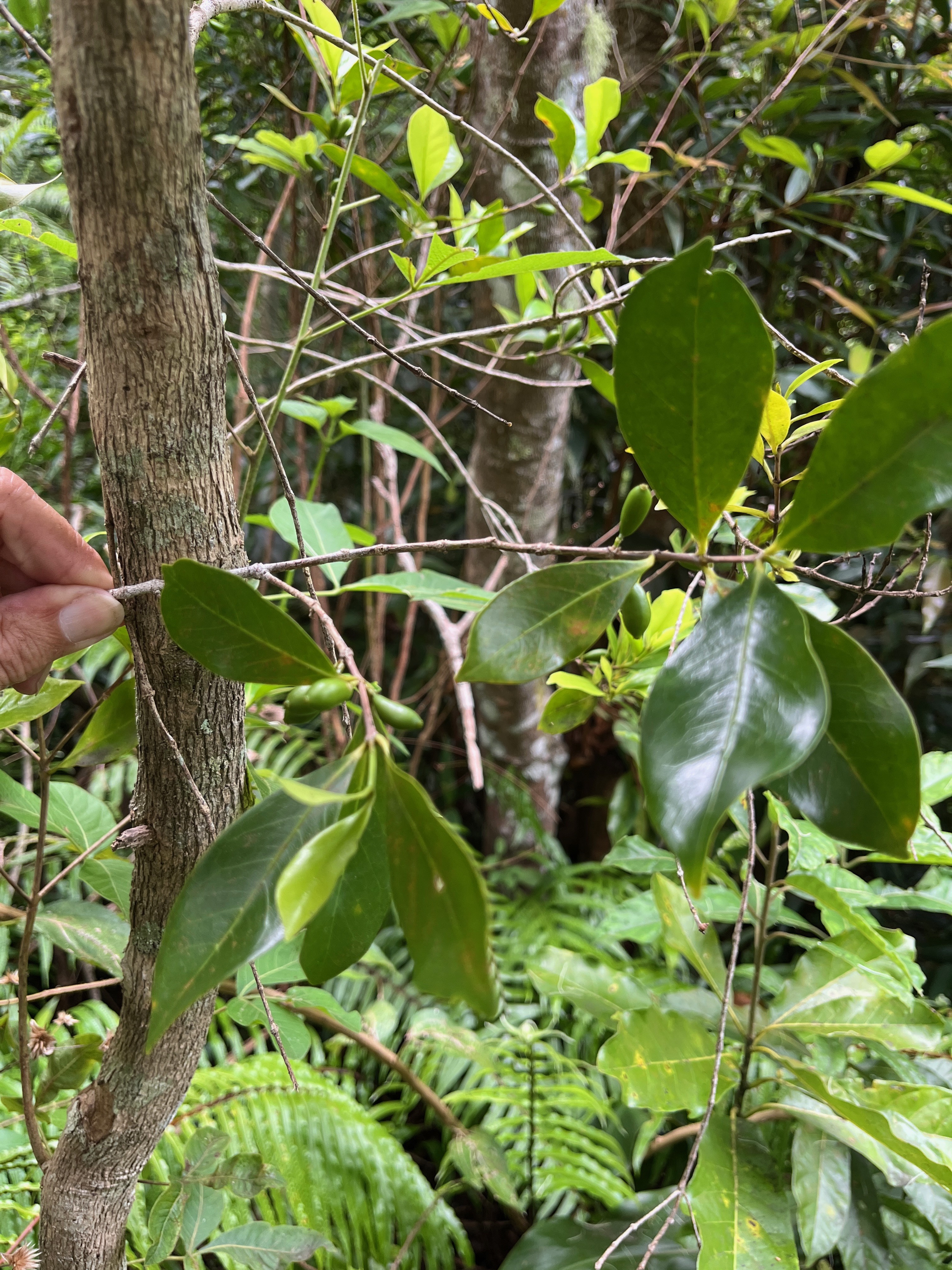 6. Fruits Coffea mauritiana - Café marron -  RUBIACEE - endémique de La Réunion et de Maurice.jpeg
