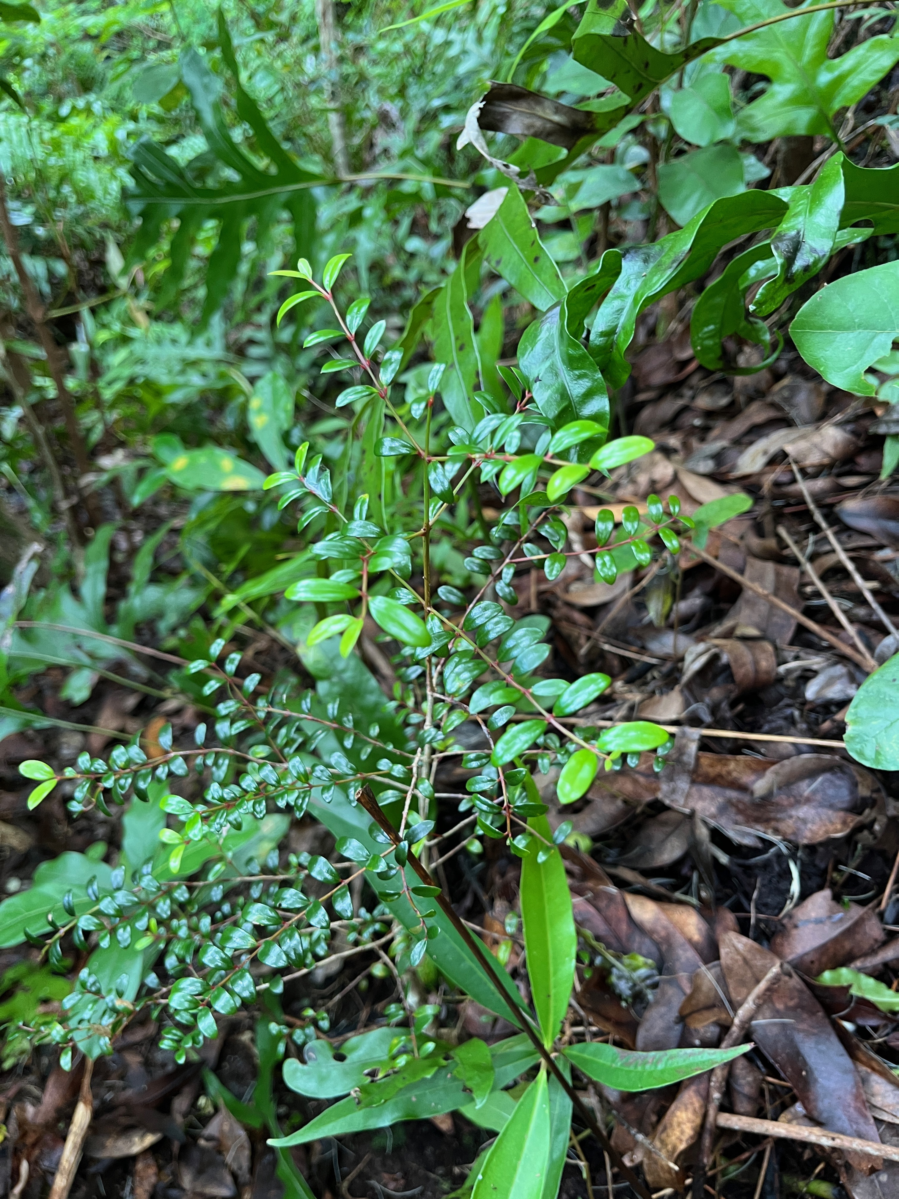 7 Pleurostylia pachiphloea Bois d&rsquo;olive grosse peau Celastraceae Endémique Réunion-juvénile.jpeg