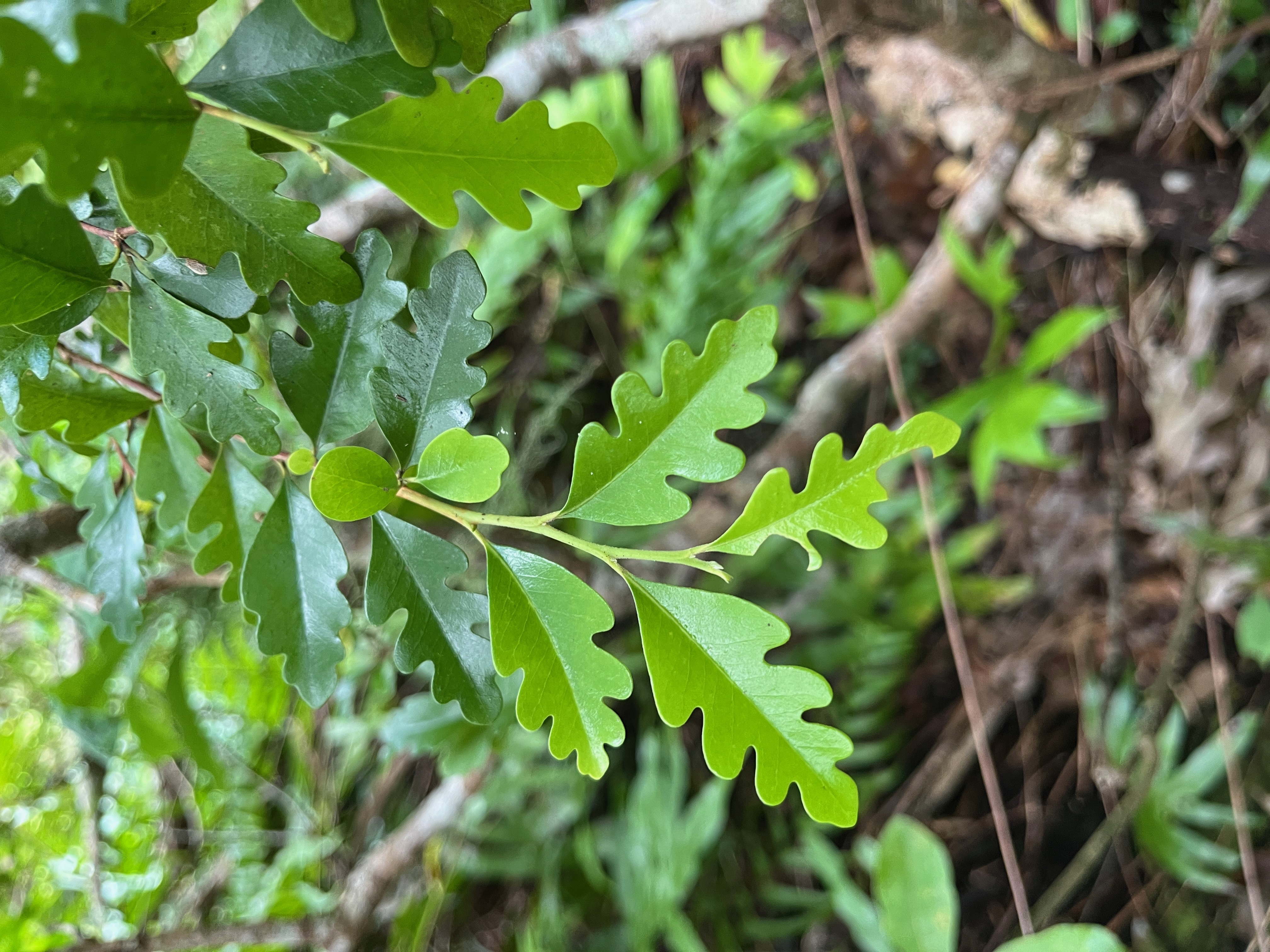8. Turraea thouarsiana Bois de quivi Meliacea e Endémique La Réunion, Maurice.jpeg