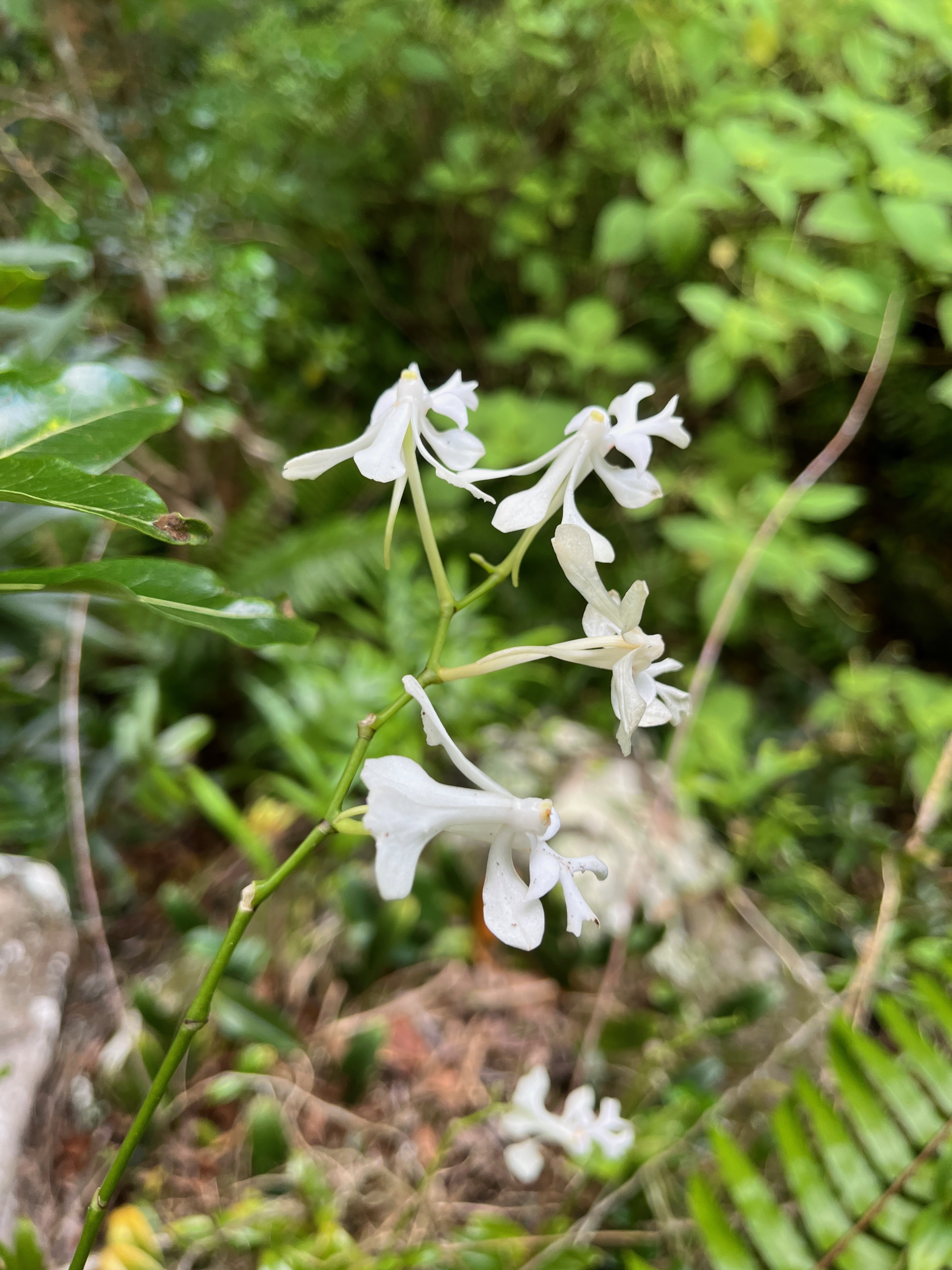 9. Cryptopus elatus - Liane camaron -  Orchidacée - I.jpeg