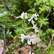 9. Cryptopus elatus - Liane camaron -  Orchidacée - I.jpeg