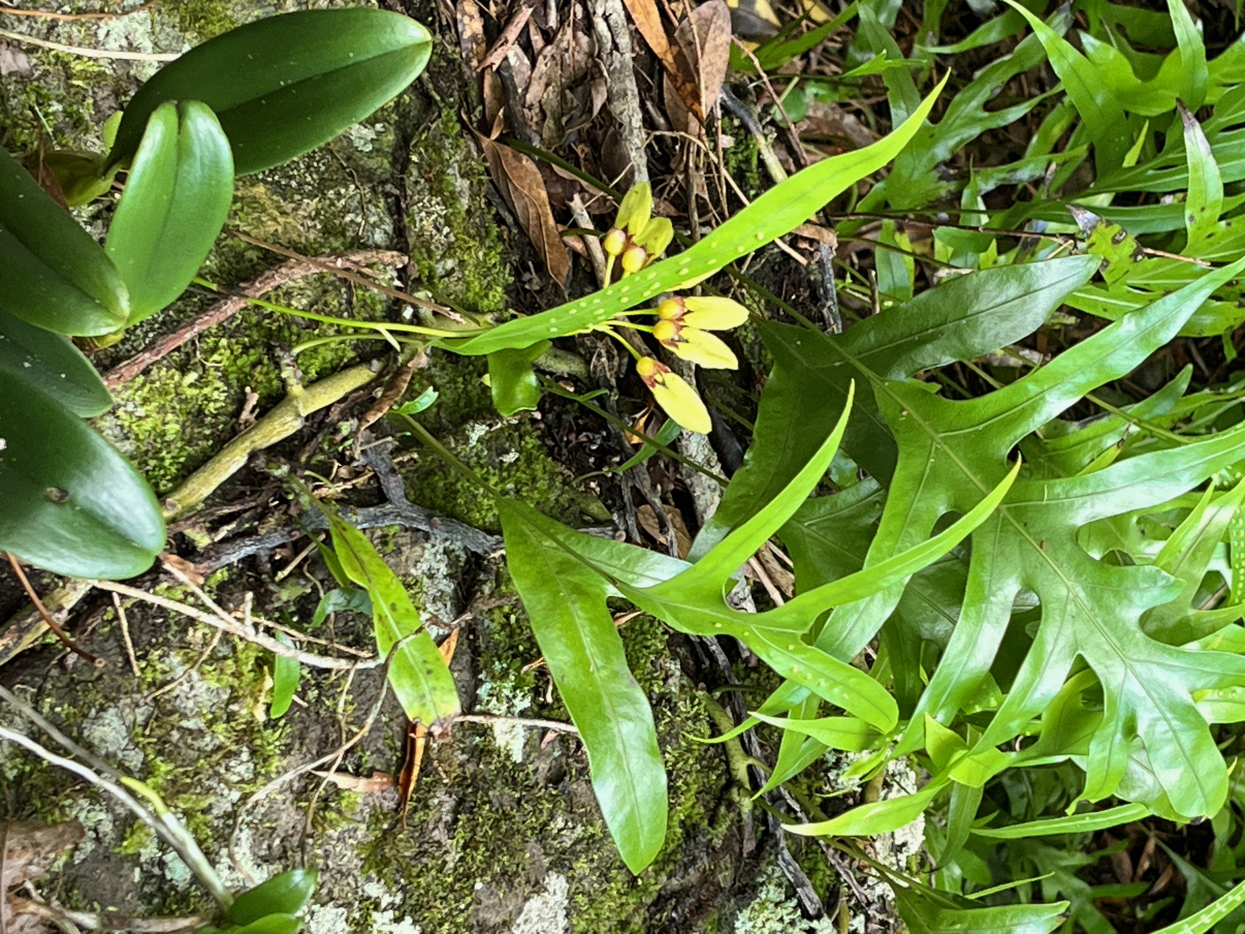 10. Bulbophyllum longiflorum&nbsp; - - Orchidaceae.jpeg