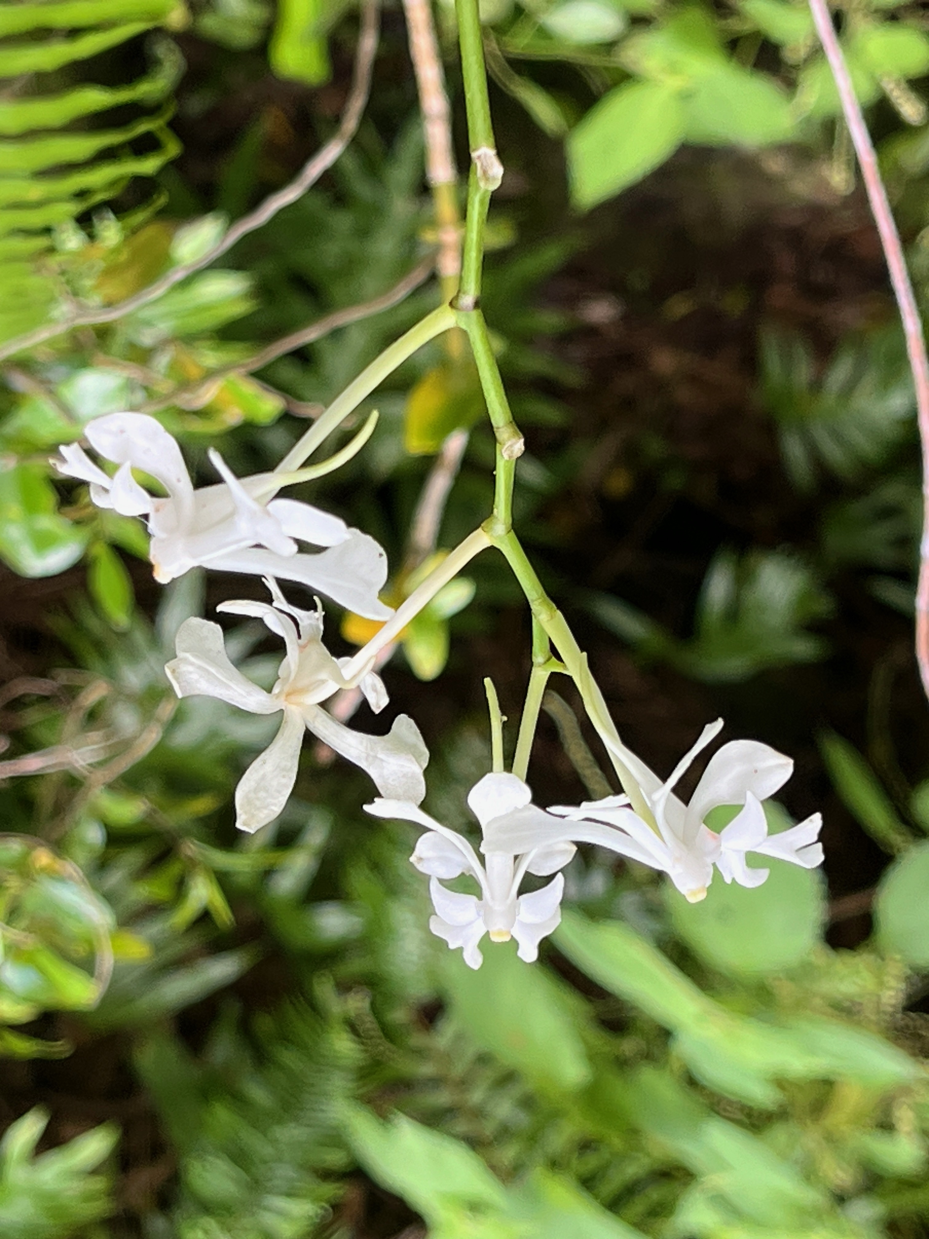 11. Cryptopus elatus - Liane camaron -  Orchidacée - I.jpeg