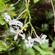 11. Cryptopus elatus - Liane camaron -  Orchidacée - I.jpeg