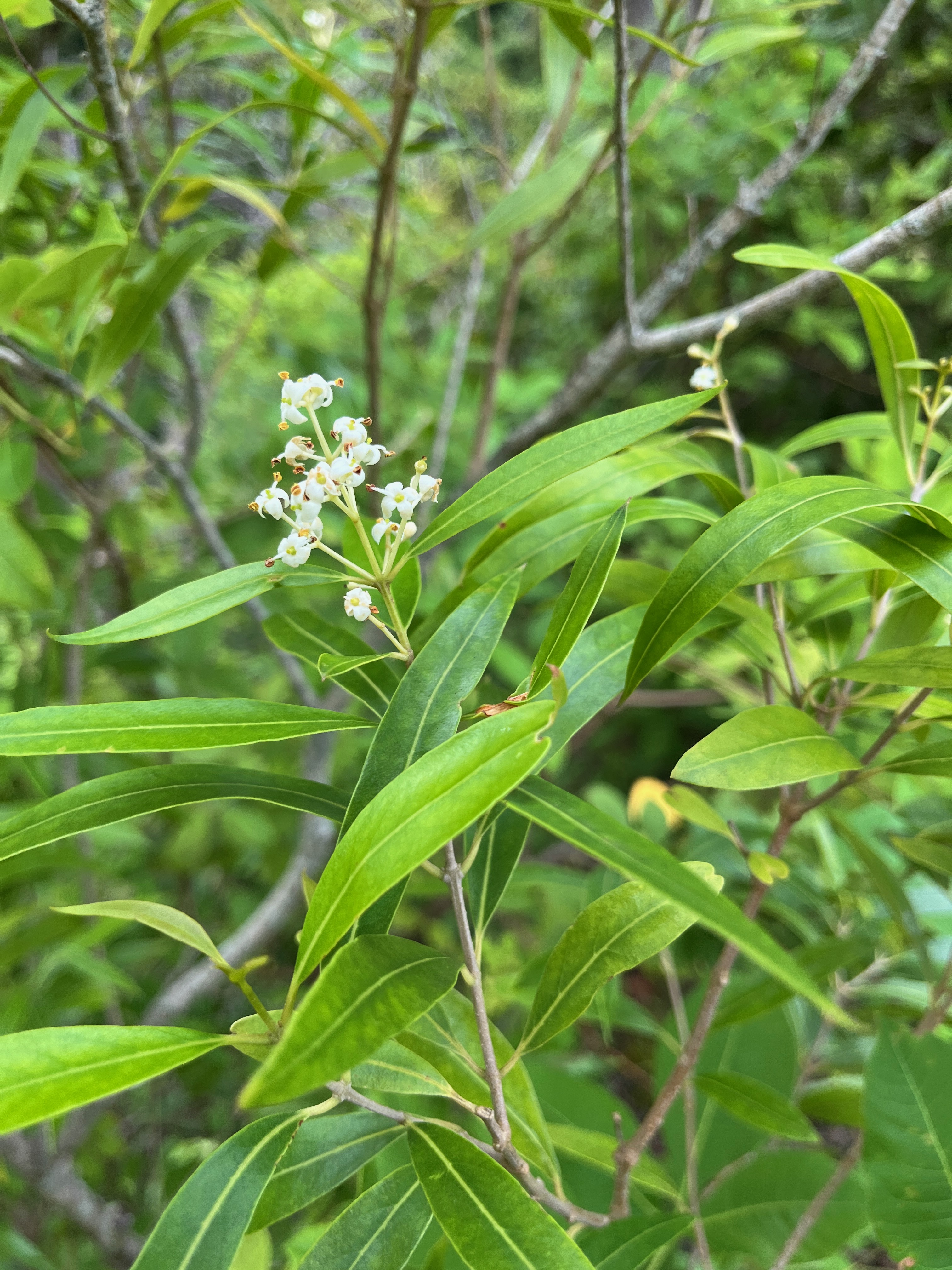 13. Fleur Olea lancea Bois d'olive blanc Oleaceae Indigène La Réunion.jpeg