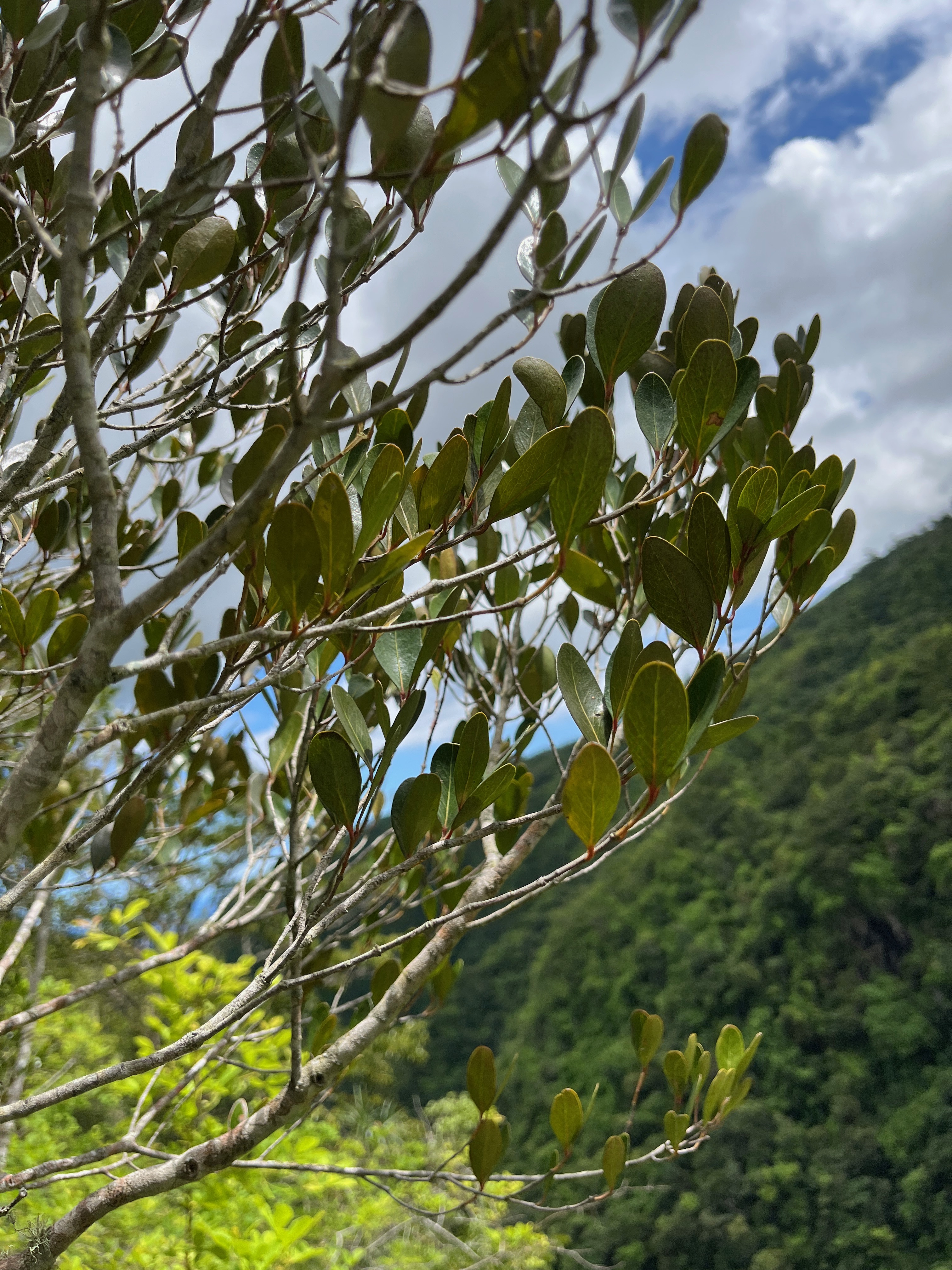 14. Pleurostylia pachyphloea Bois d'olive grosse peau Celastraceae Endémique La Réunion.jpeg