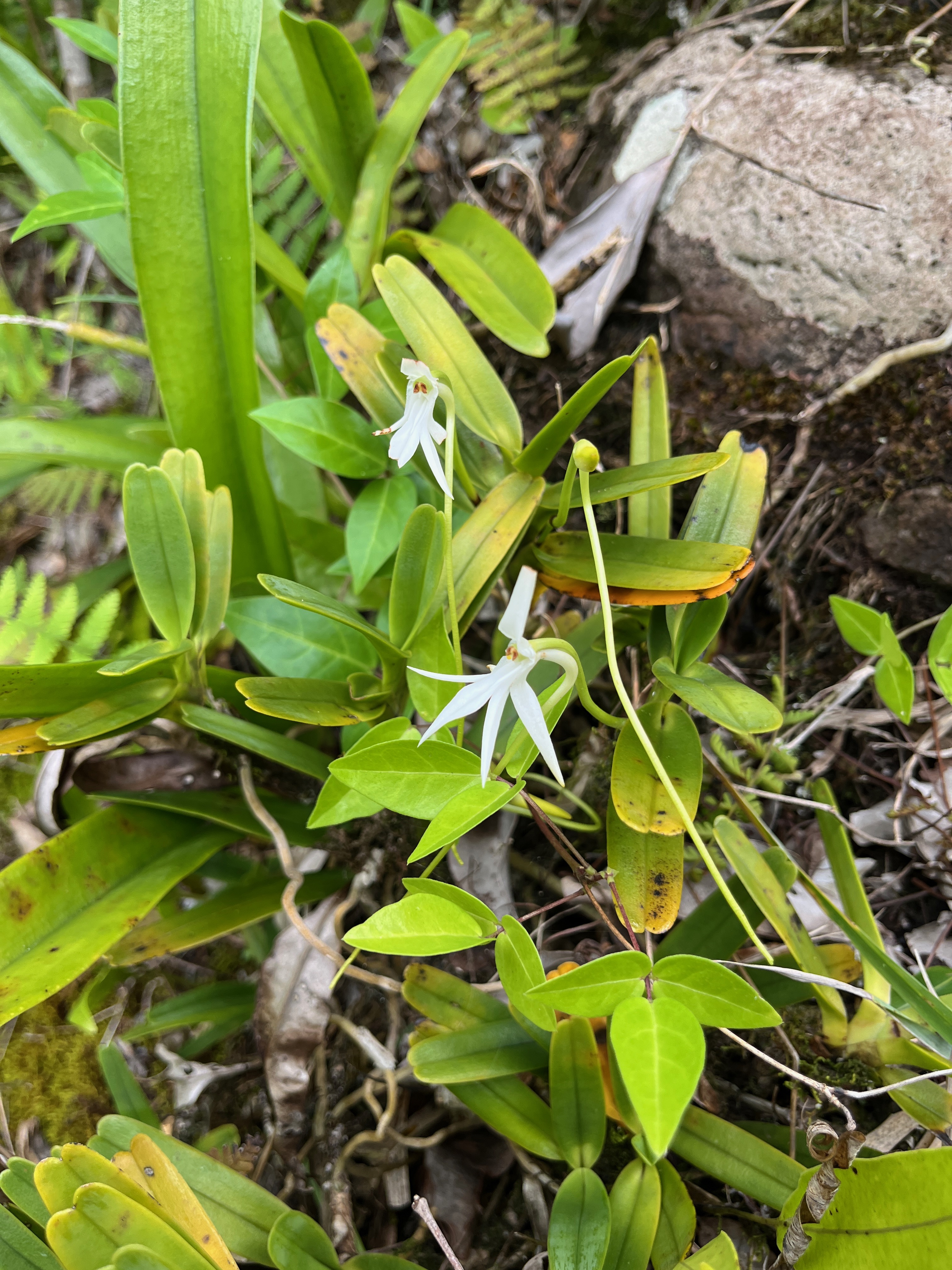 15. Jumellea recta Orchidaceae Indigène La Réunion.jpeg