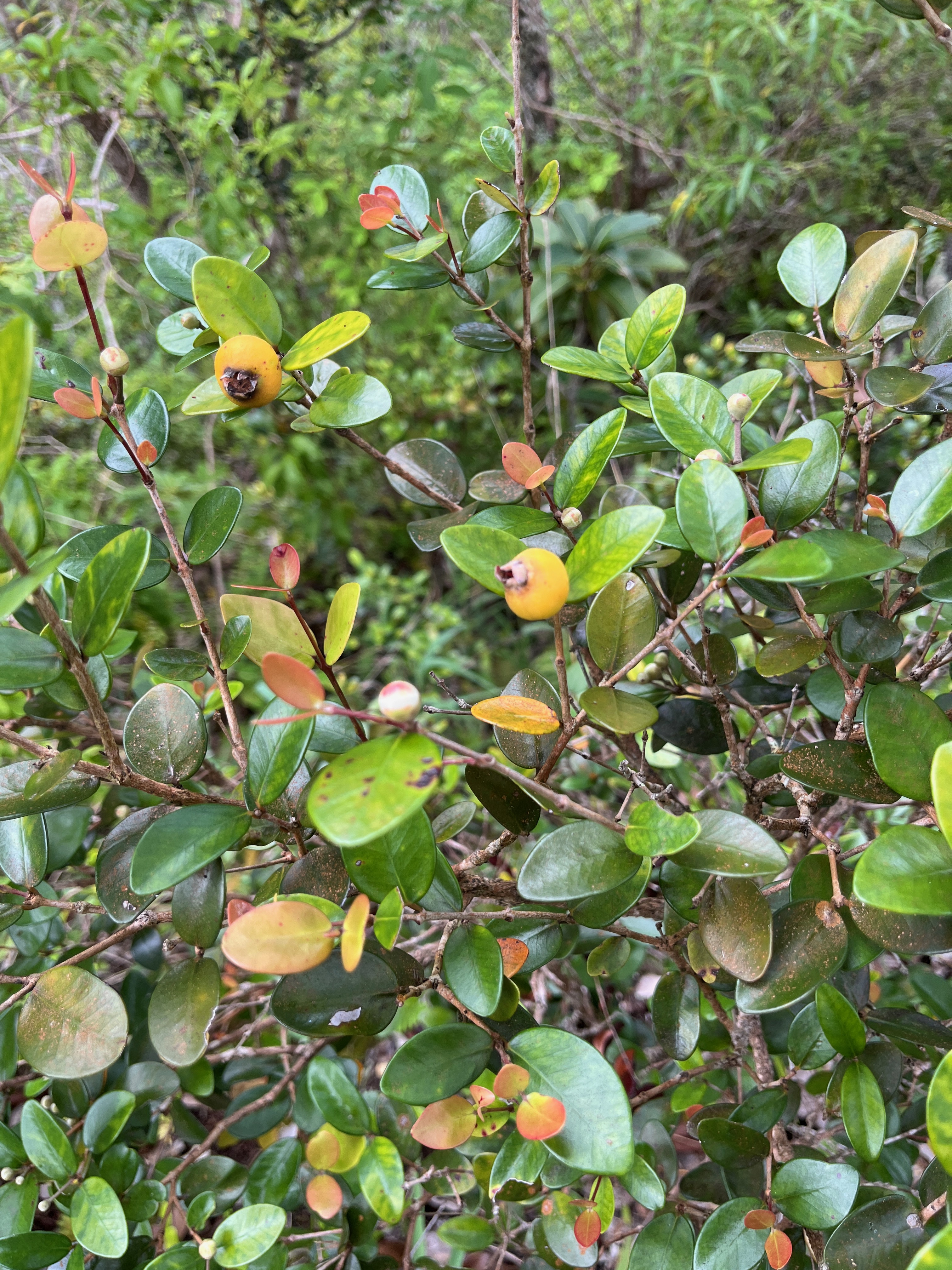 16. Fruits Eugenia buxifolia .bois de nèfles à petites feuilles.myrtaceae. endémique Réunion.jpeg
