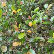 16. Fruits Eugenia buxifolia .bois de nèfles à petites feuilles.myrtaceae. endémique Réunion.jpeg