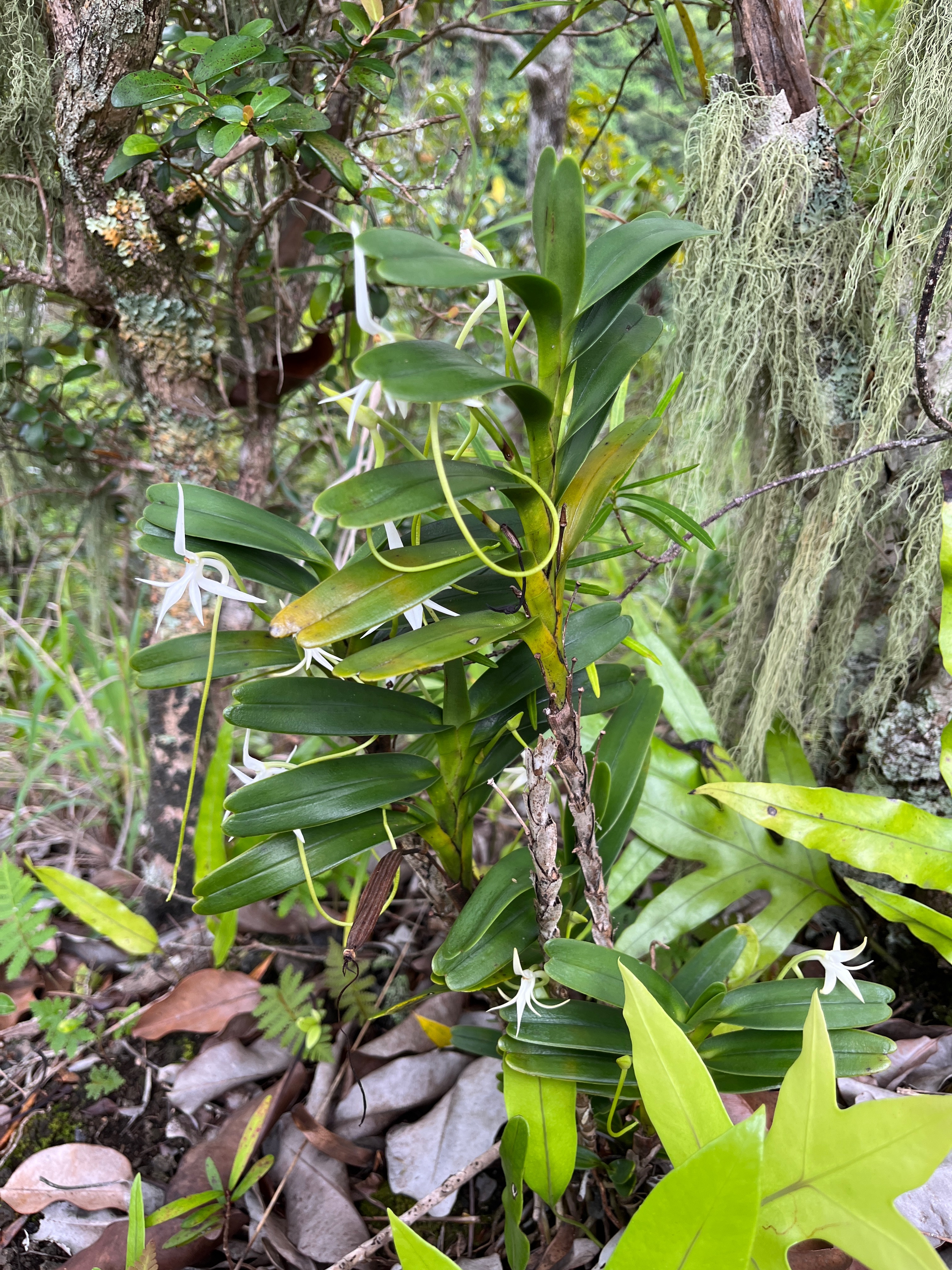 17. Jumellea recta Orchidaceae Indigène La Réunion.jpeg