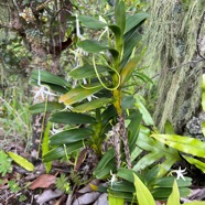 17. Jumellea recta Orchidaceae Indigène La Réunion.jpeg