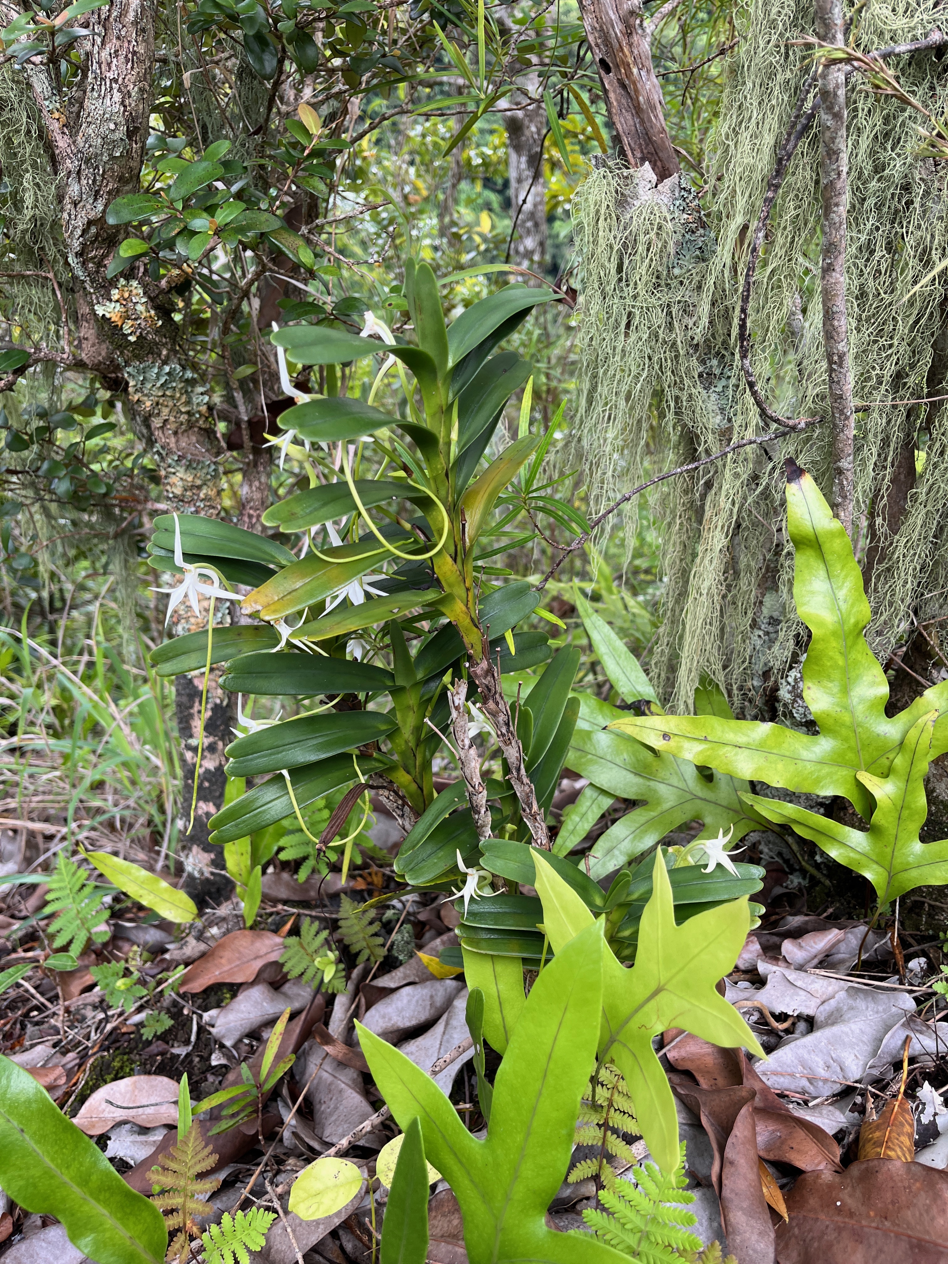 18. Jumellea recta Orchidaceae Indigène La Réunion.jpeg