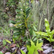 18. Jumellea recta Orchidaceae Indigène La Réunion.jpeg