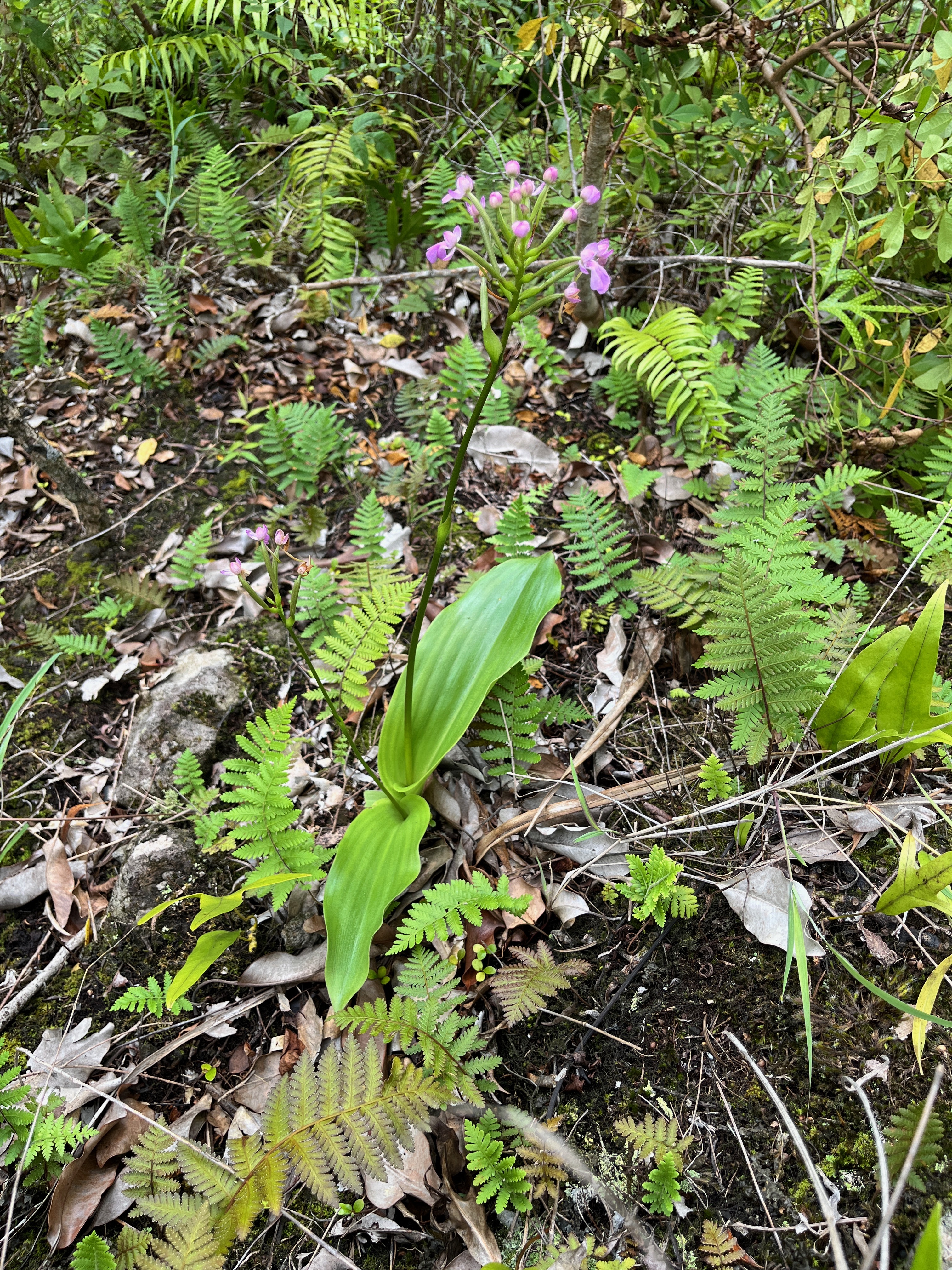 19. Cynorkis purpurascens Orchidaceae Indigène La Réunion.jpeg