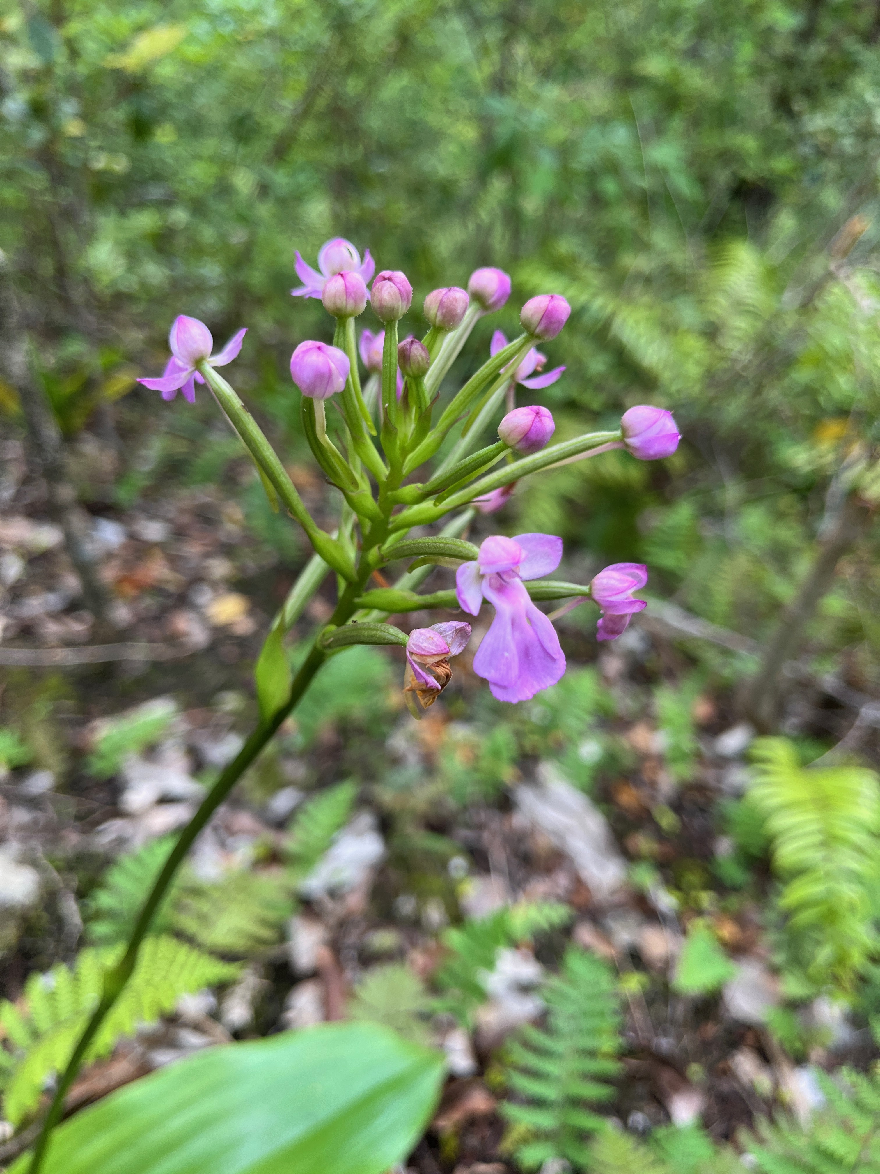 20. Fleur Cynorkis purpurascens Orchidaceae Indigène La Réunion.jpeg