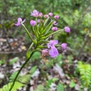 20. Fleur Cynorkis purpurascens Orchidaceae Indigène La Réunion.jpeg